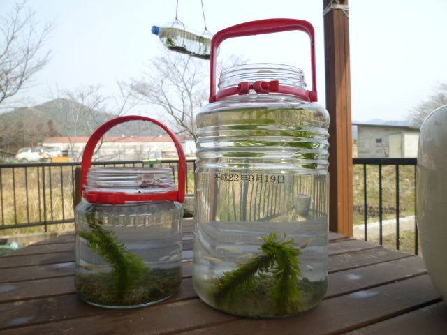 メダカは元気です Diy Heaven