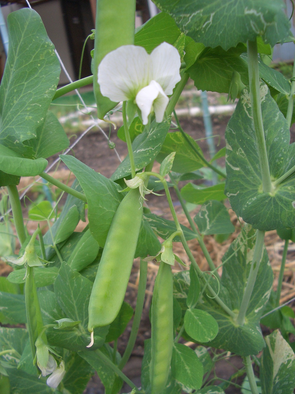 絹さやえんどうの収穫 Diy Heaven