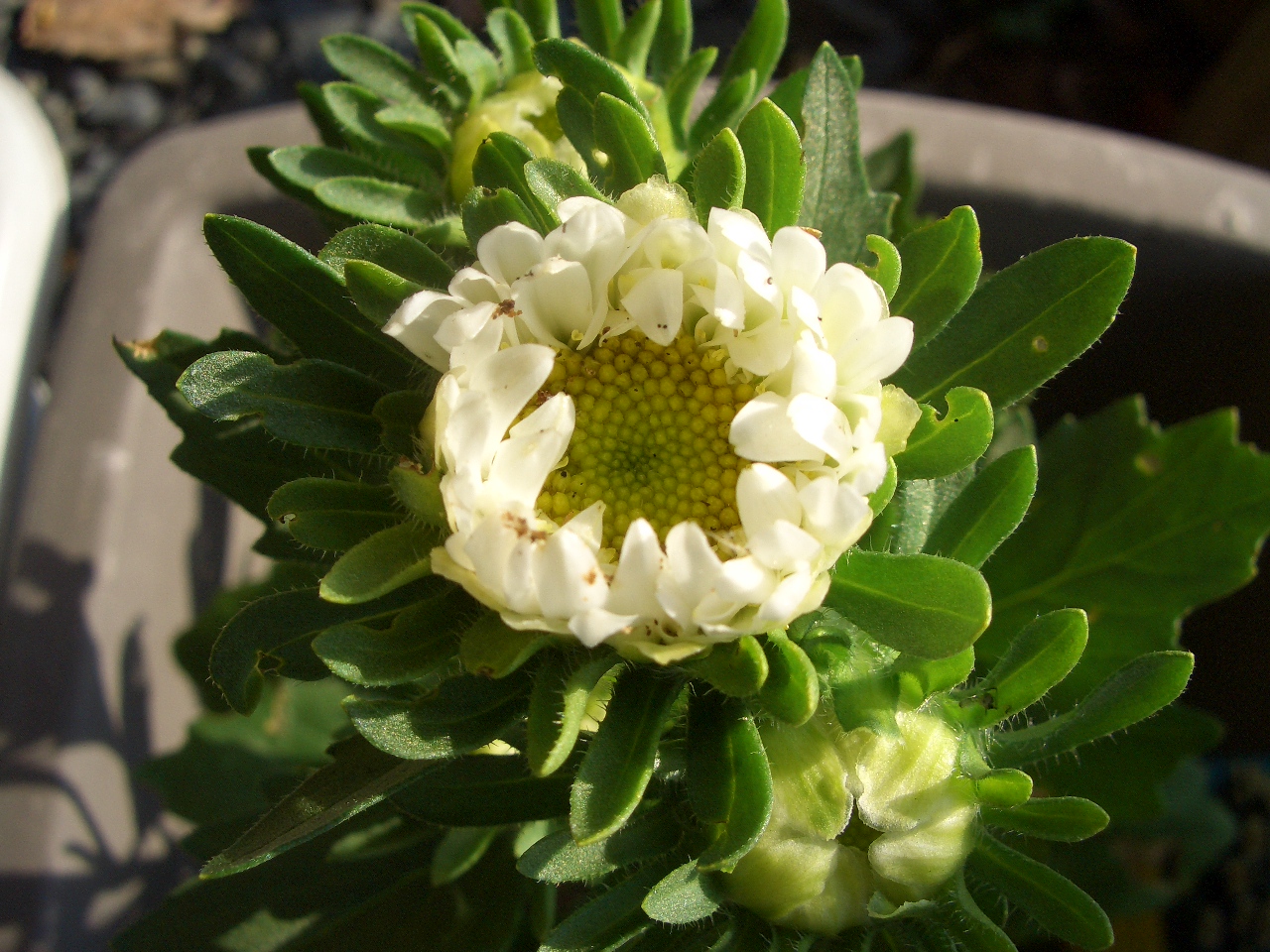 アスターの花が咲きました Diy Heaven