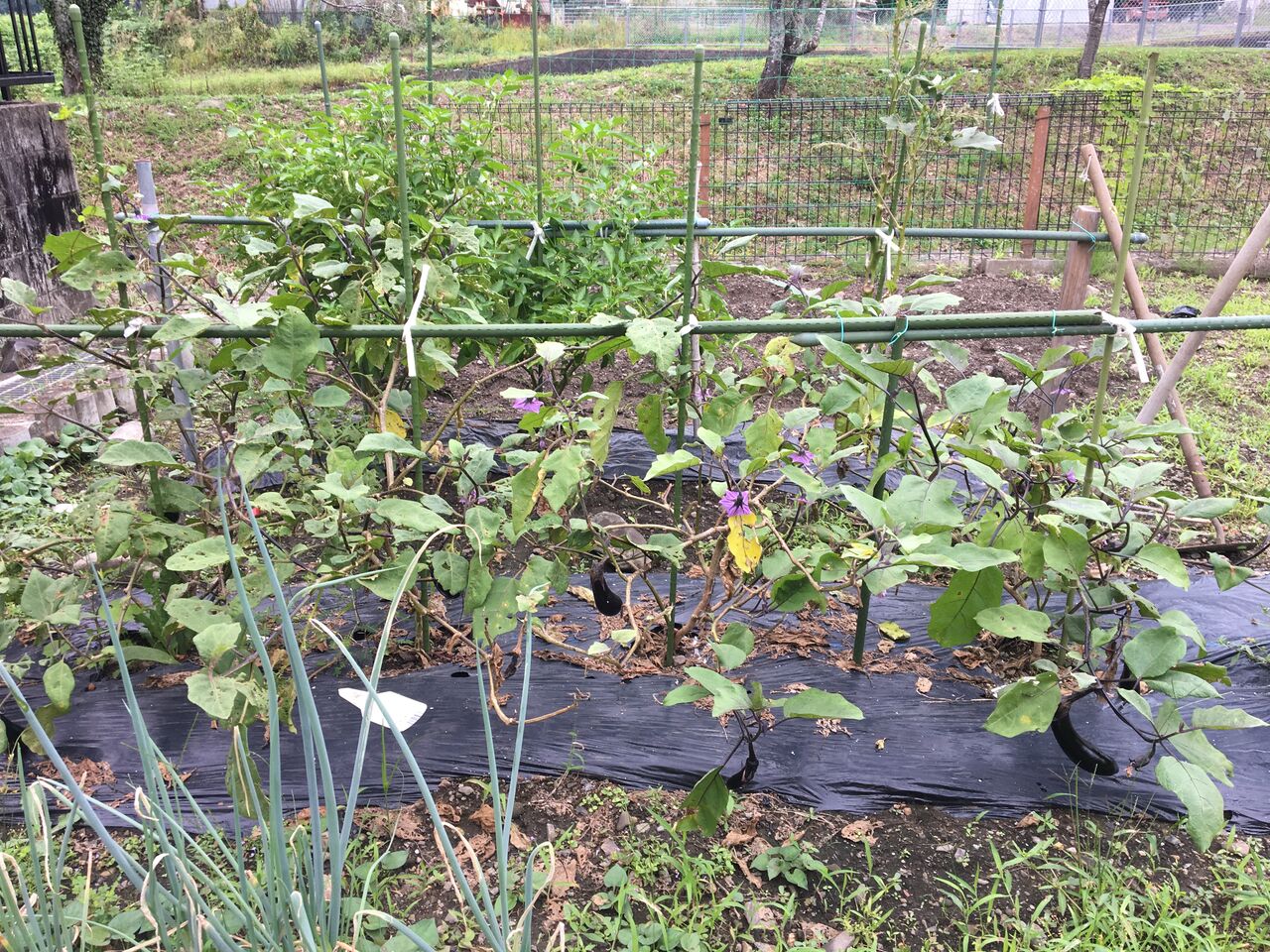 茄子の更新剪定をしました Diy Heaven