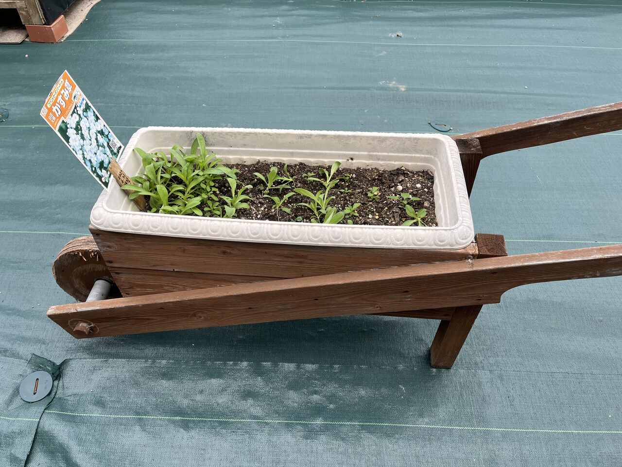 かすみ草」移植しました！ : DIY HEAVEN