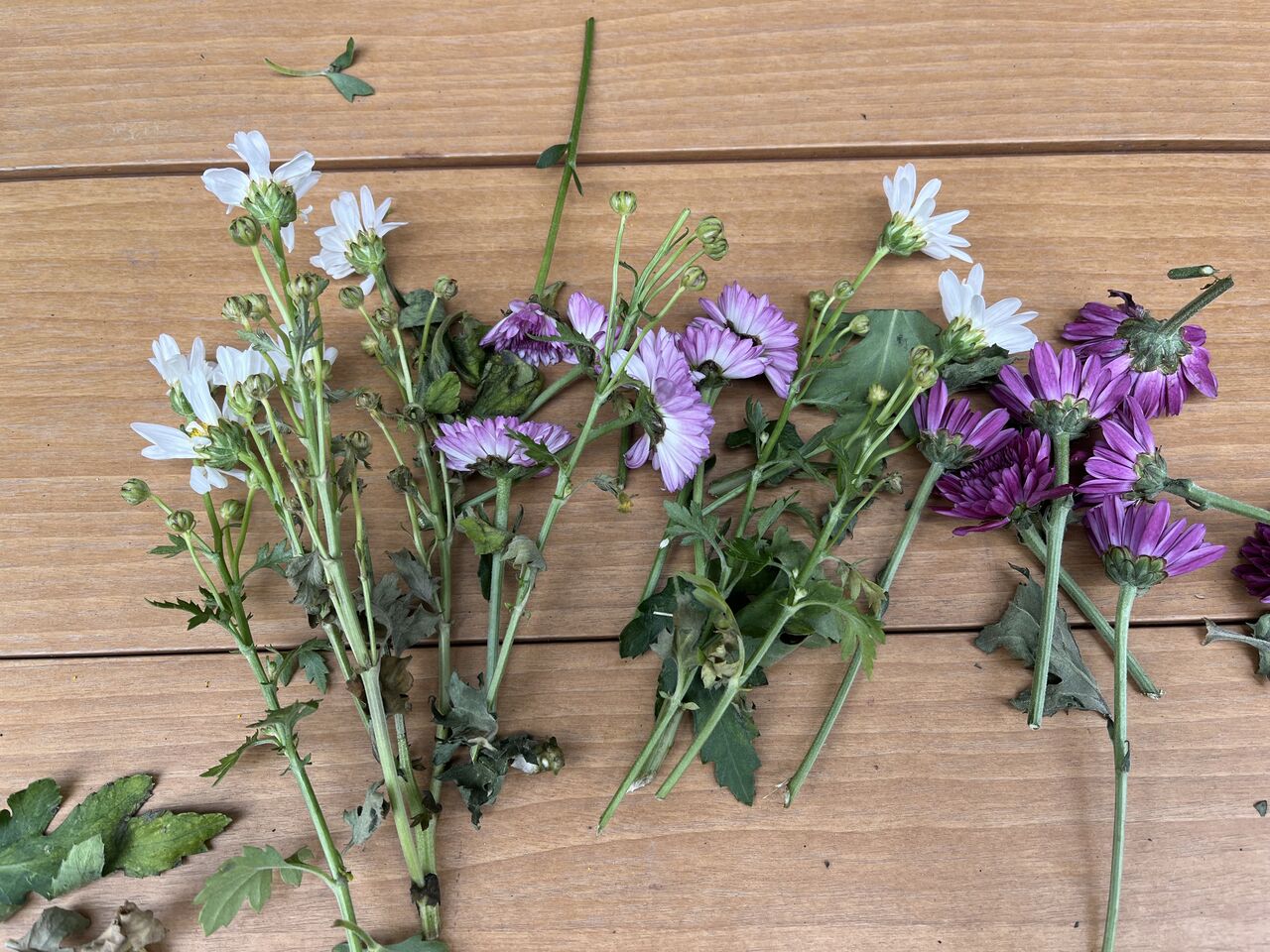 菊の挿し木＆ニゲラの種植えをしました！ : DIY HEAVEN