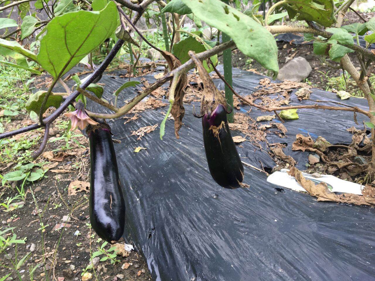 茄子の更新剪定をしました Diy Heaven