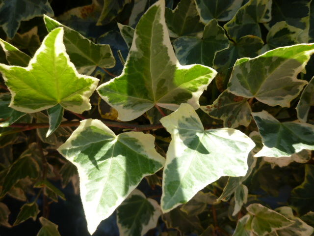 ヘデラ アイビー の群生 Diy Heaven