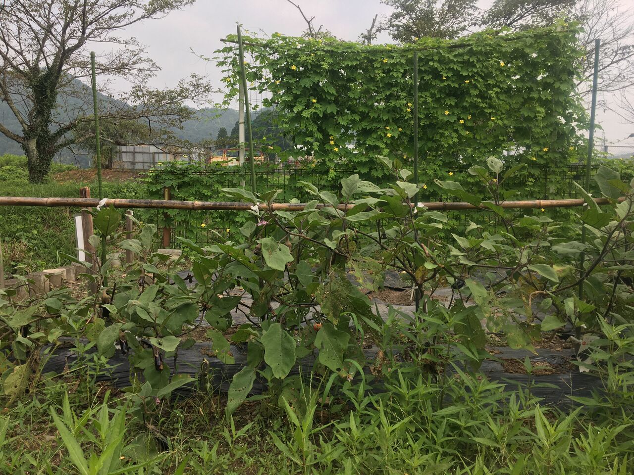 茄子の更新剪定をしました Diy Heaven