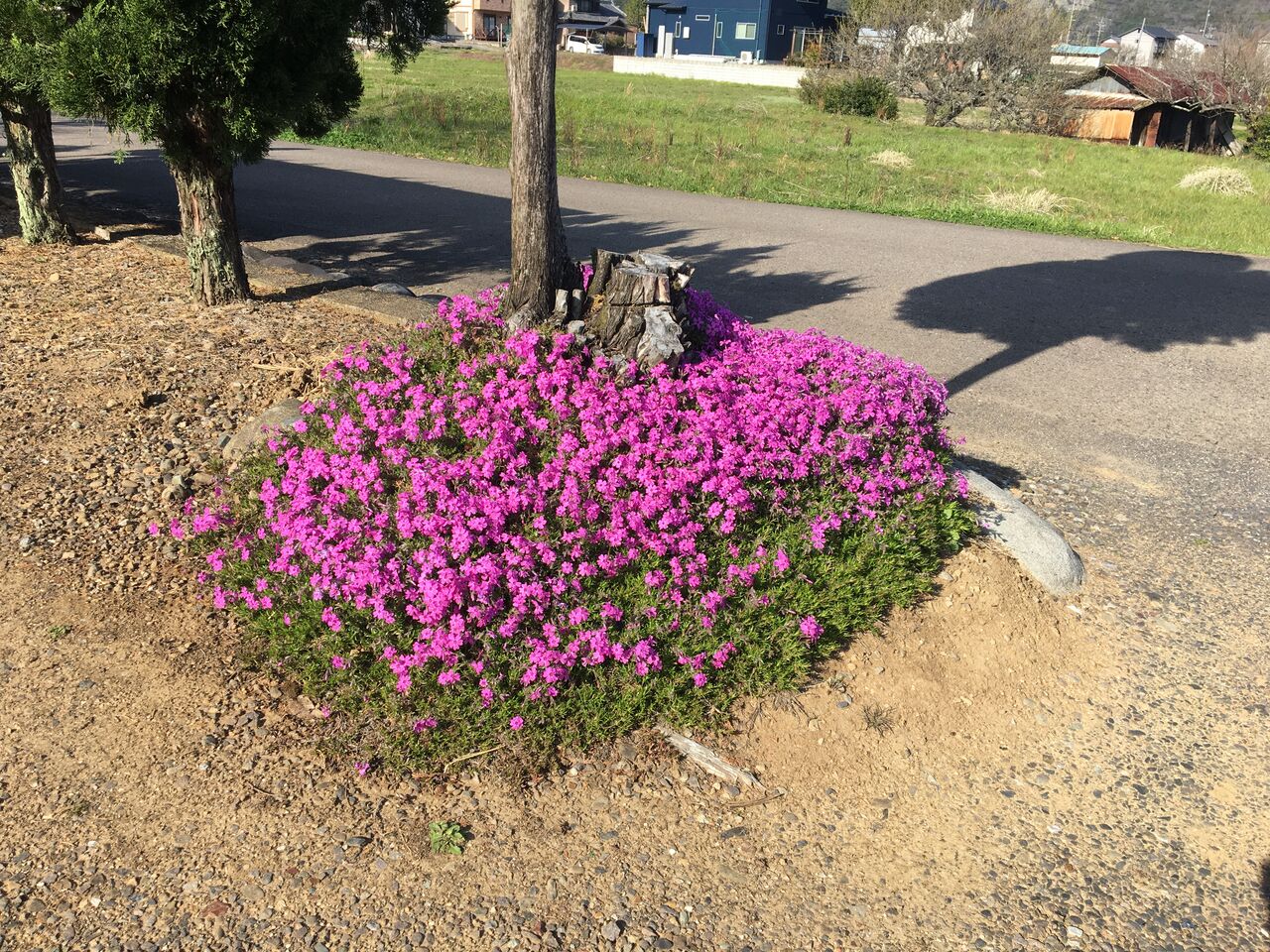 3月の花 芝桜 菜の花が見頃です Diy Heaven