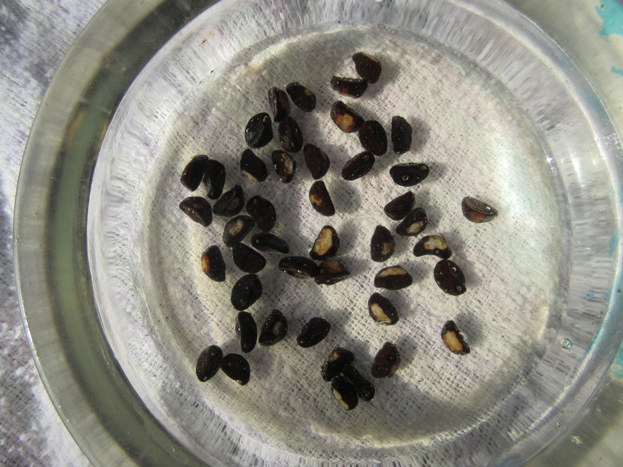 朝顔の種蒔き Diy Heaven