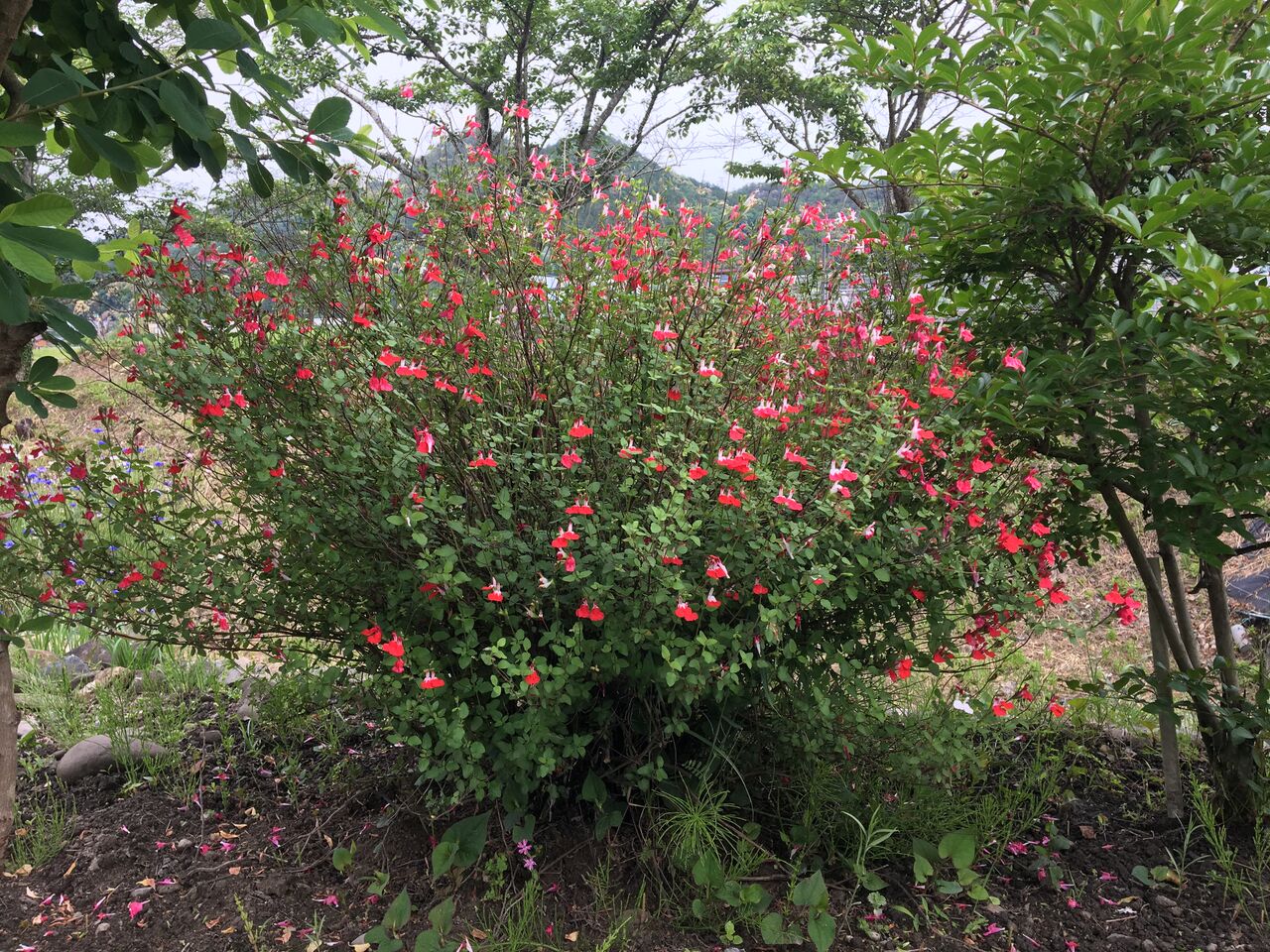 5月の花 Diy Heaven