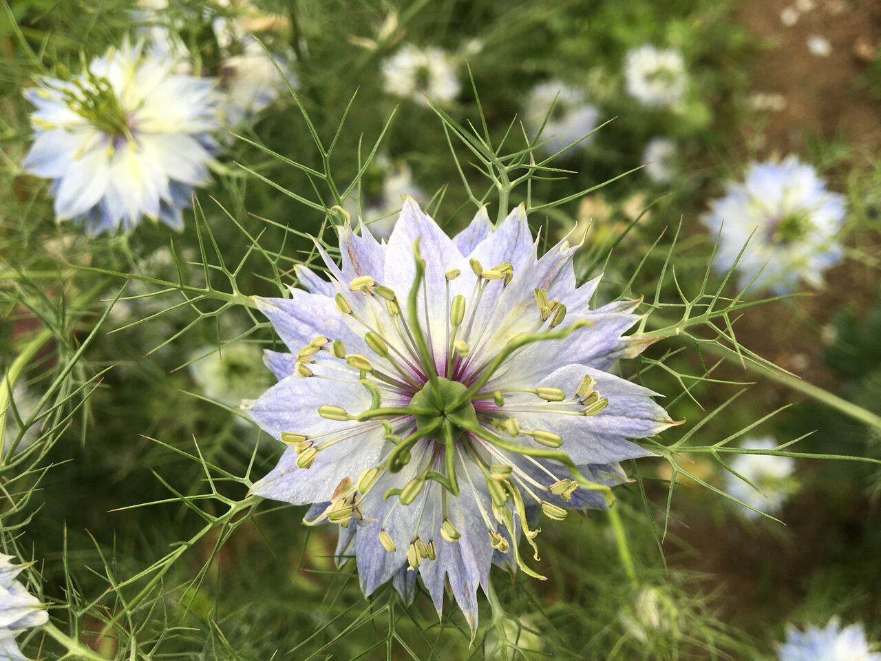 この花の名前は 種蒔き Diy Heaven