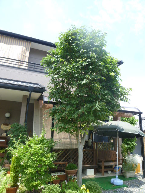 欅の剪定 シャラの花 Diy Heaven