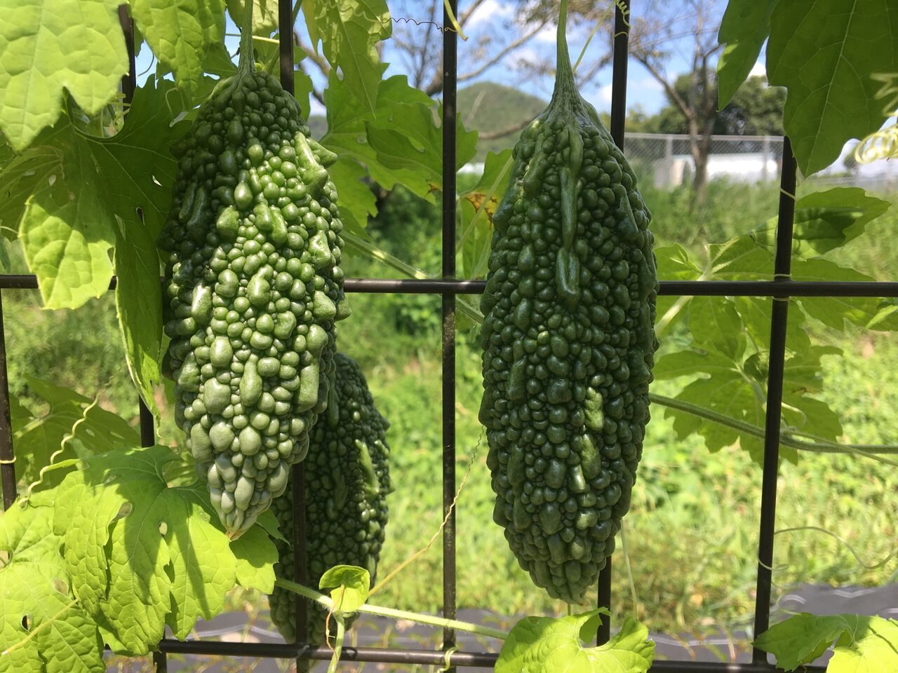 ゴーヤの種をポットに蒔きました Diy Heaven