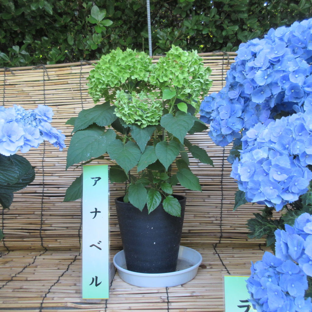 なばなの里 を散策してきました その4 Diy Heaven なばなの里 を散策してきました その4 Diy Heaven