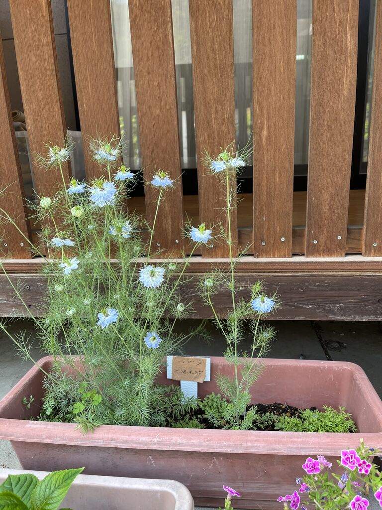 5月の花（第3弾） : DIY HEAVEN