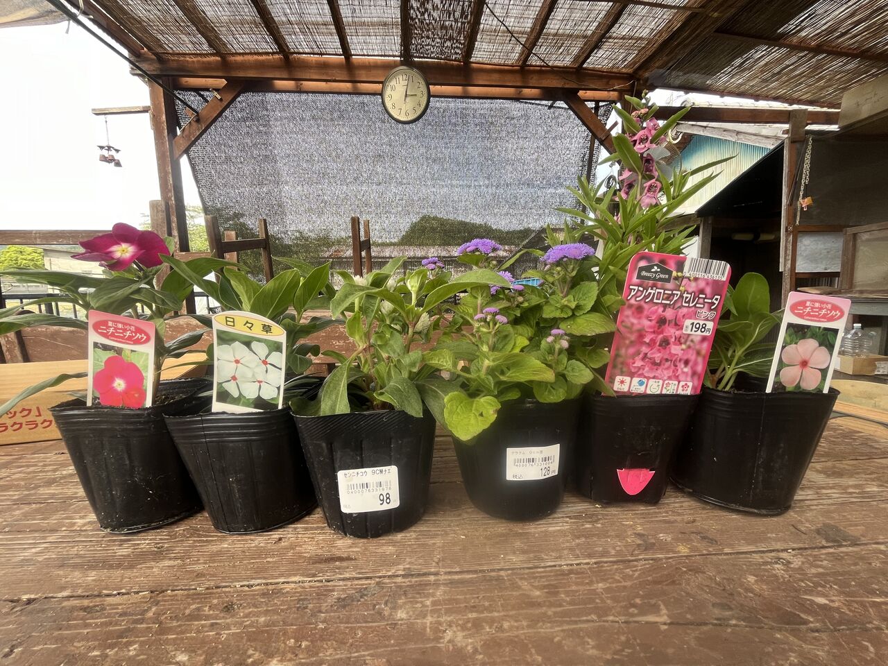 寄せ植えをプランター2鉢作りました！ : DIY HEAVEN