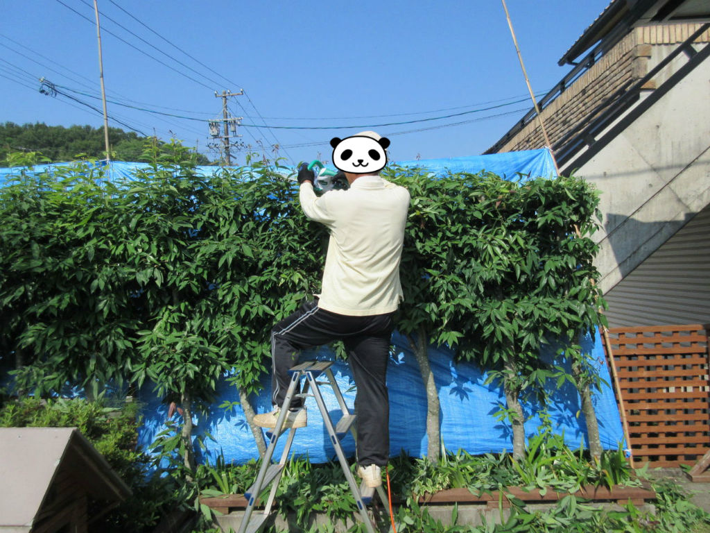 樫の木の剪定＝本宅西の隣家との境 : DIY HEAVEN