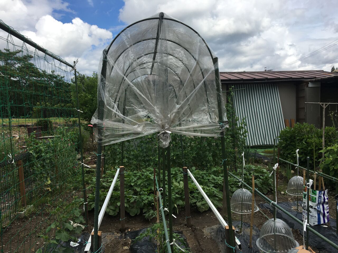 トマトに雨よけ屋根を付ける Diy Heaven