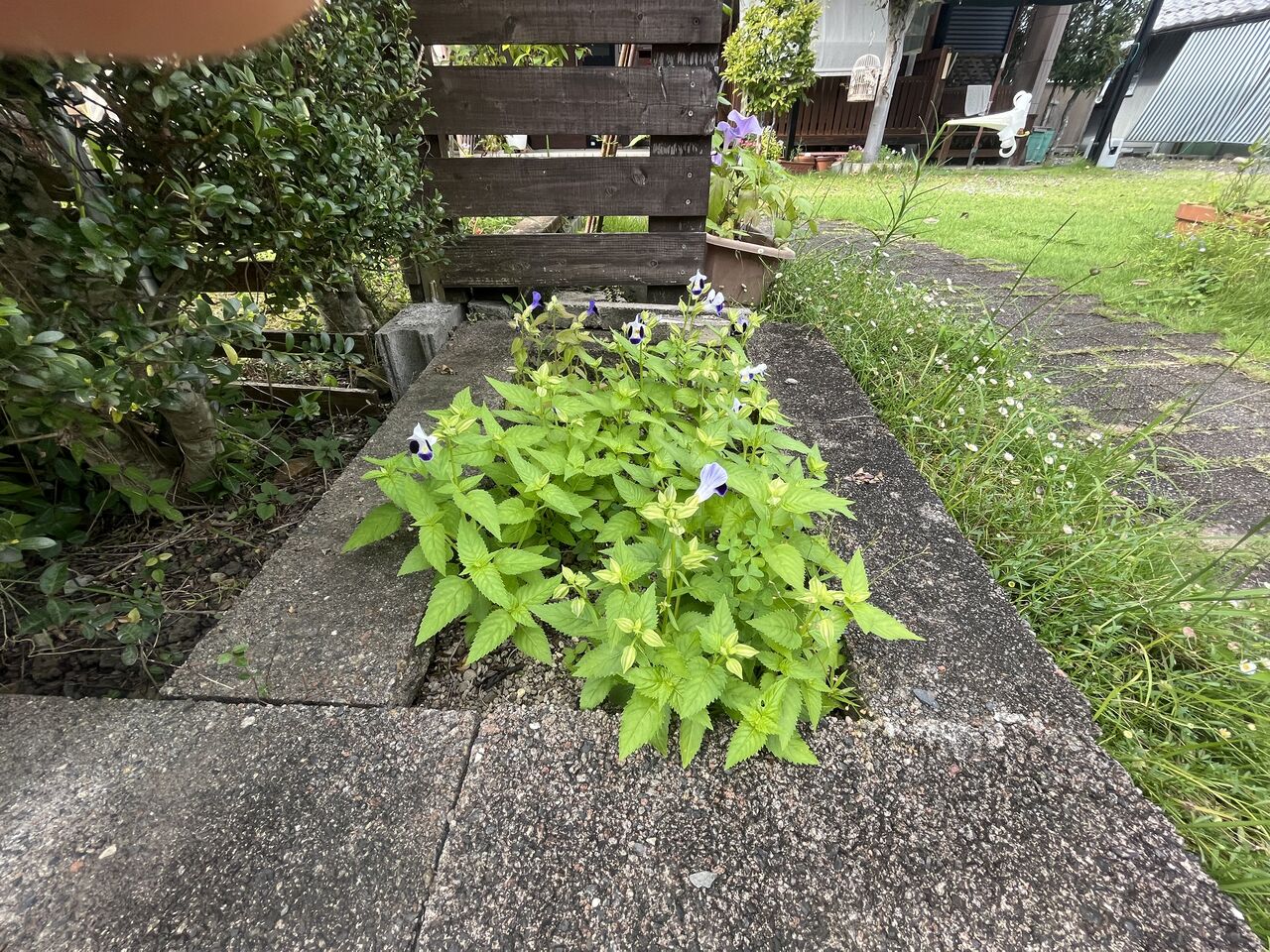 トレニアと百合の花 Diy Heaven トレニアと百合の花 Diy Heaven