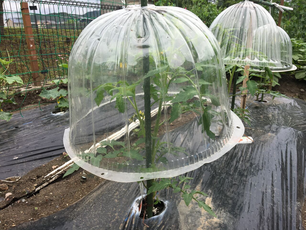 トマトに雨よけ屋根を付ける Diy Heaven