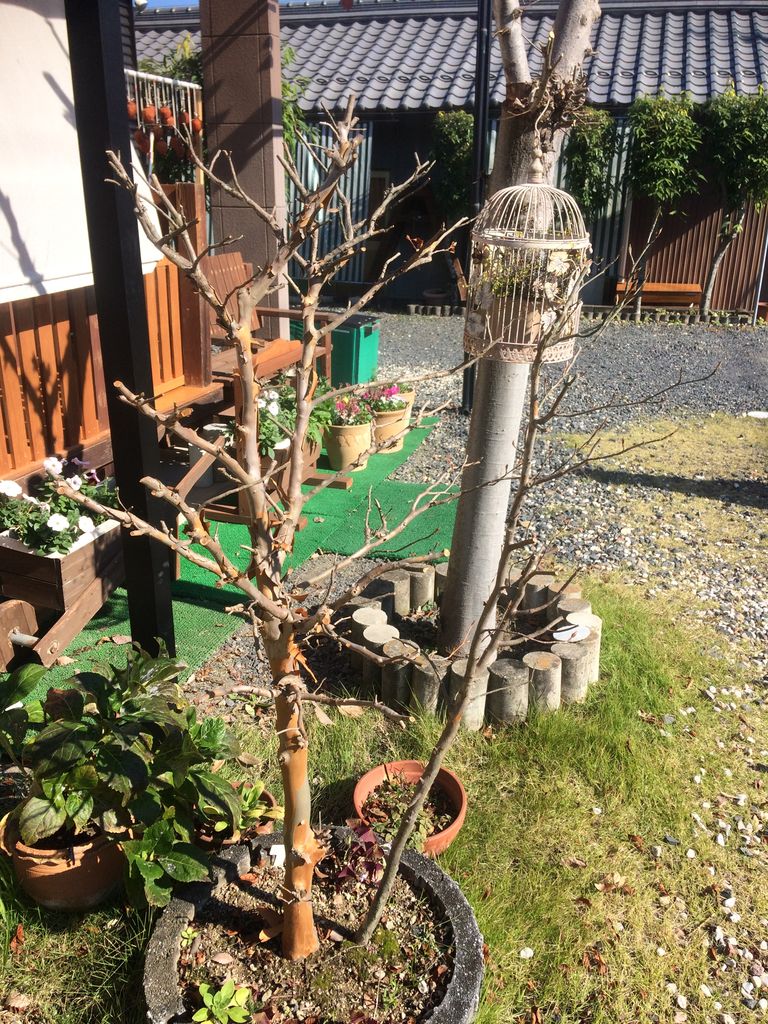庭木と果樹の剪定タブー集―ひと目でわかる 切ってよい枝，悪い枝 (オレンジバックス) 西 良祐 庭木と果樹の剪定タブー集―ひと目でわかる 切ってよい枝，悪い枝