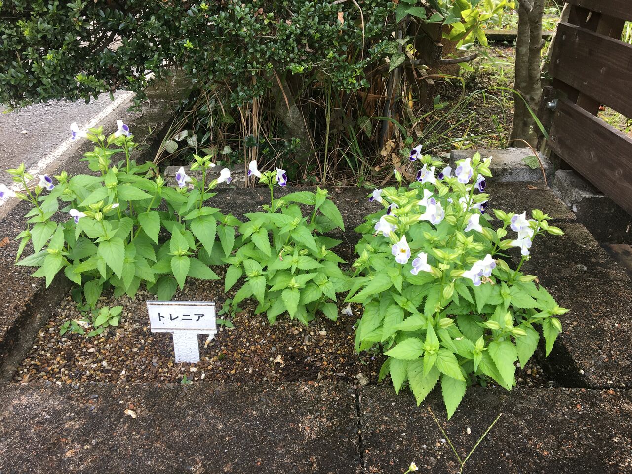 トレニアの花が咲きました Diy Heaven トレニアの花が咲きました Diy Heaven