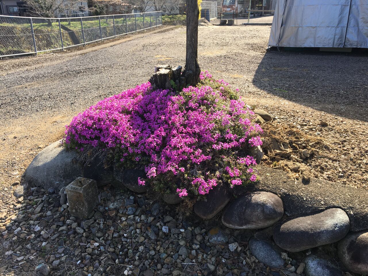 3月の花 芝桜 菜の花が見頃です Diy Heaven