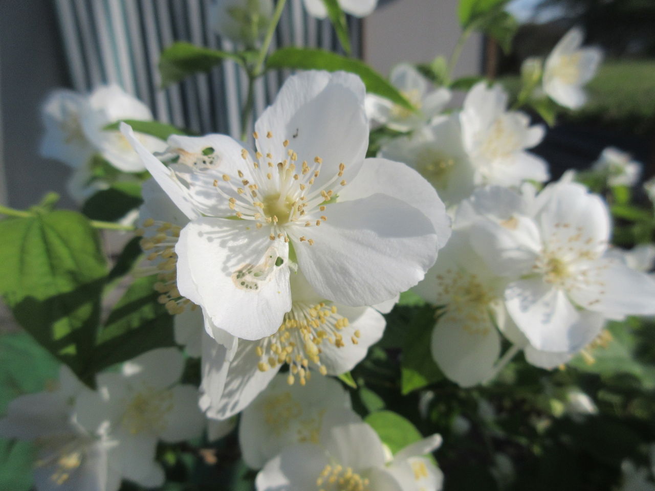 5月の花 その1 Diy Heaven 5月の花 その1 Diy Heaven