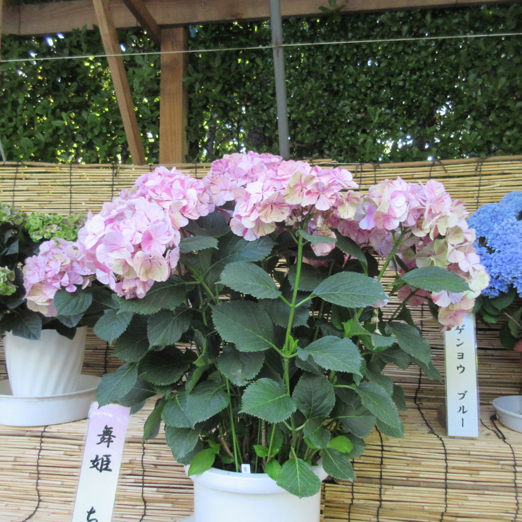 なばなの里 を散策してきました その4 Diy Heaven なばなの里 を散策してきました その4 Diy Heaven