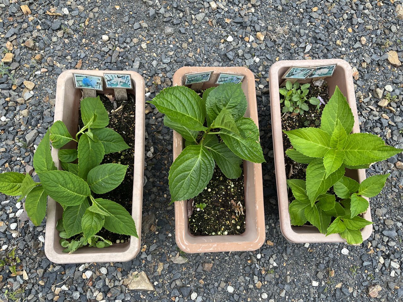 挿し木した紫陽花をプランターに移植しました Diy Heaven 挿し木した紫陽花をプランターに移植しました Diy Heaven