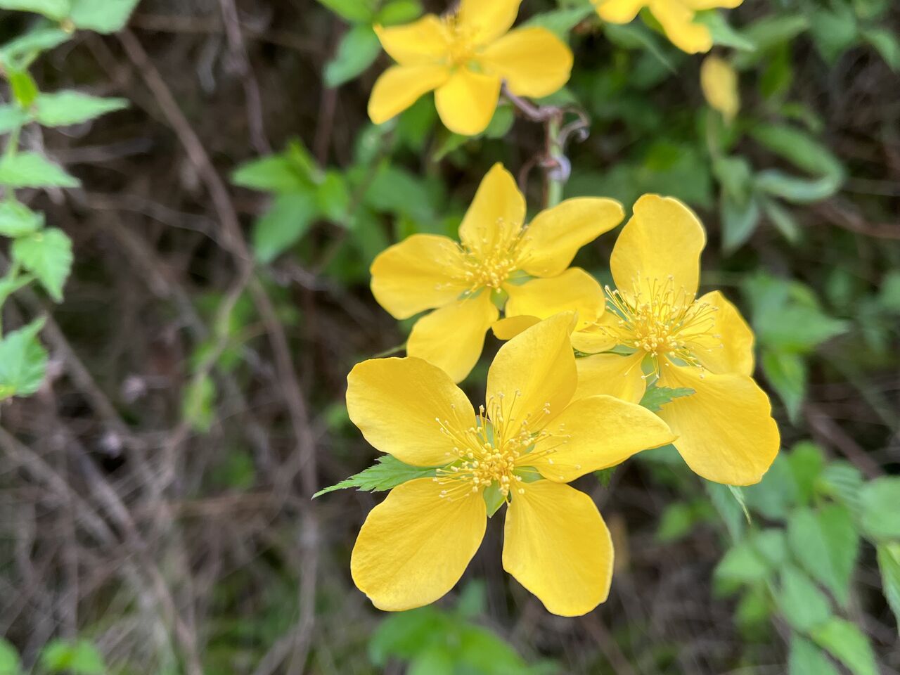 4月の花シリーズ 第1弾 Diy Heaven