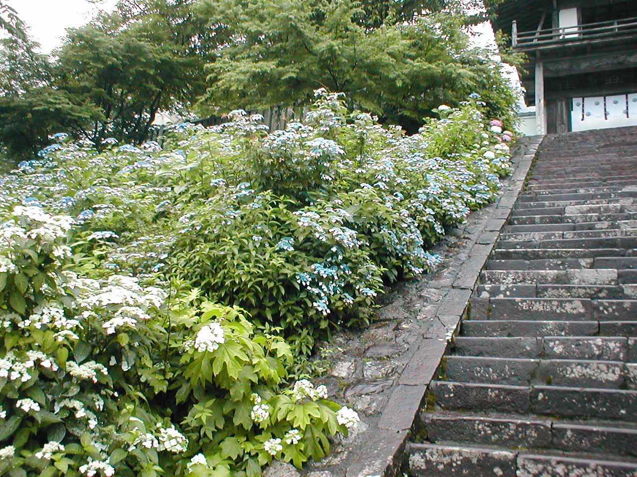 あじさいの山寺 三光寺 Diy Heaven