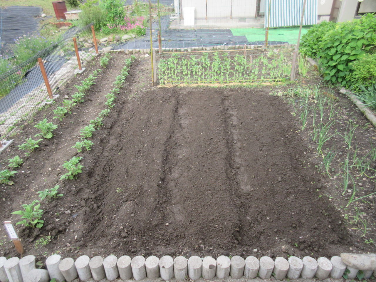 夏野菜の苗を家庭菜園に植えました Diy Heaven
