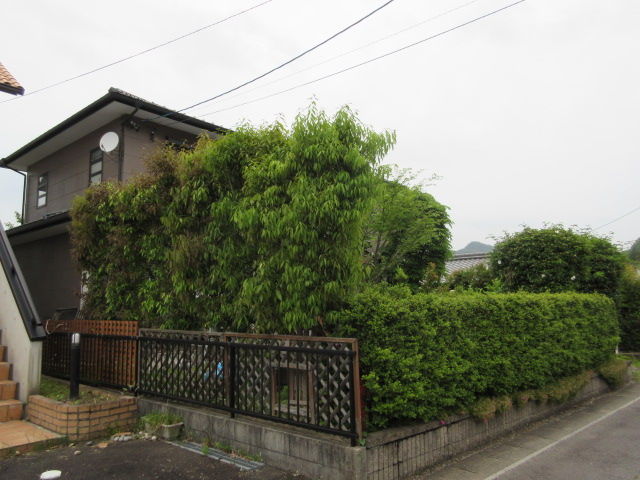 樫の木の剪定 Diy Heaven