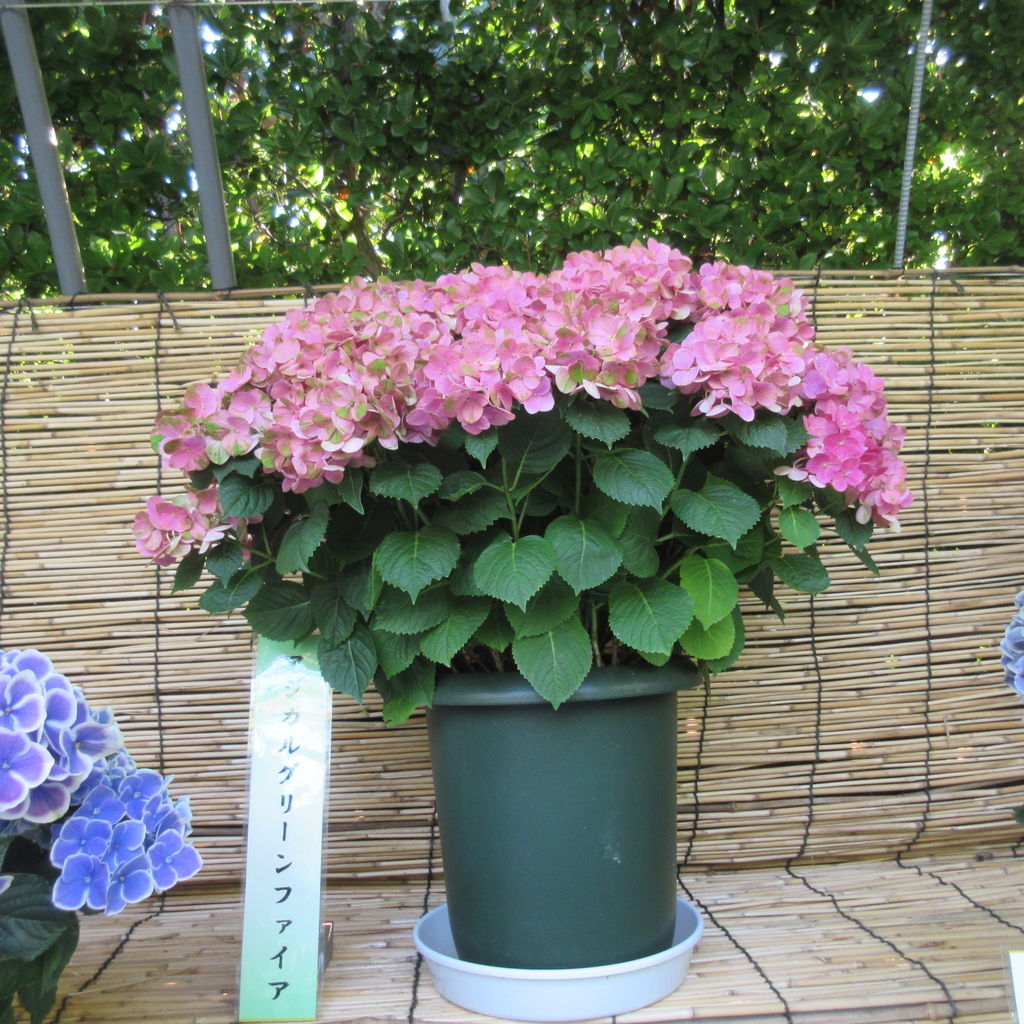 なばなの里 を散策してきました その4 Diy Heaven なばなの里 を散策してきました その4 Diy Heaven