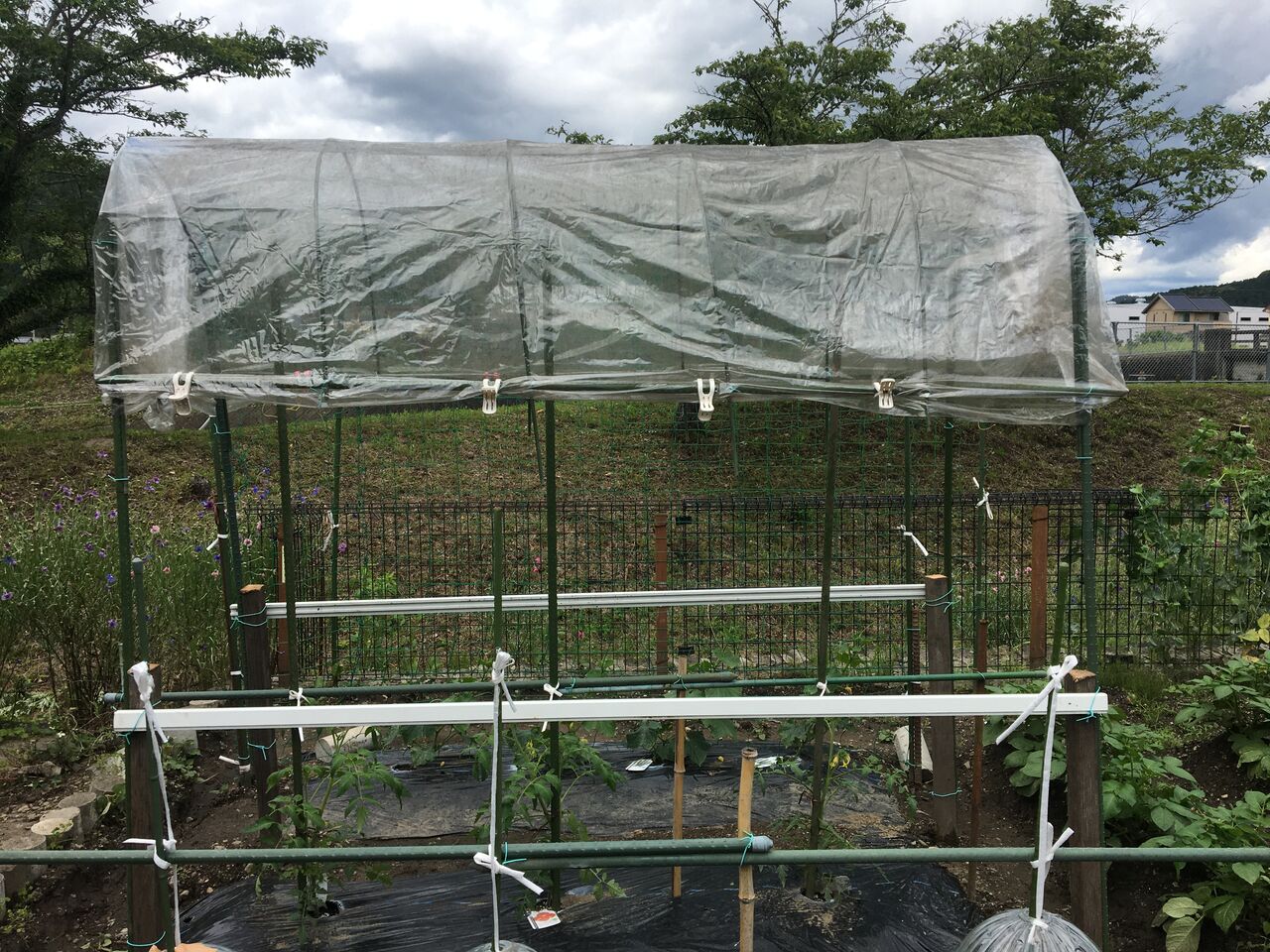 トマトに雨よけ屋根を付ける Diy Heaven