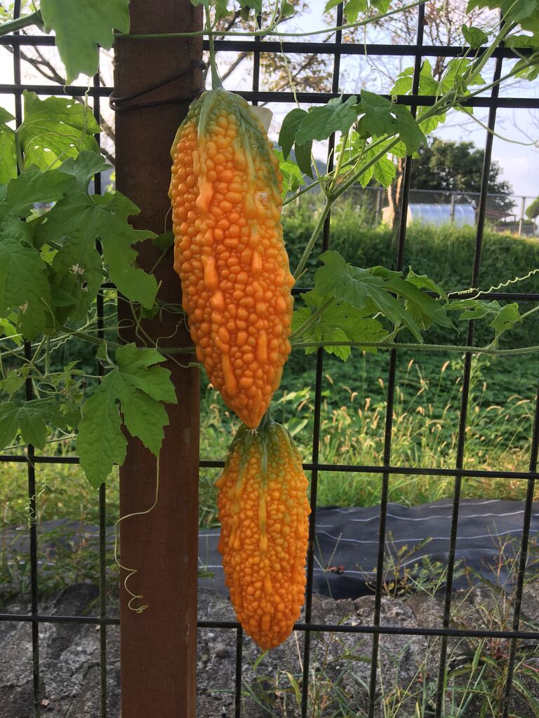 ゴーヤの種をポットに蒔きました Diy Heaven