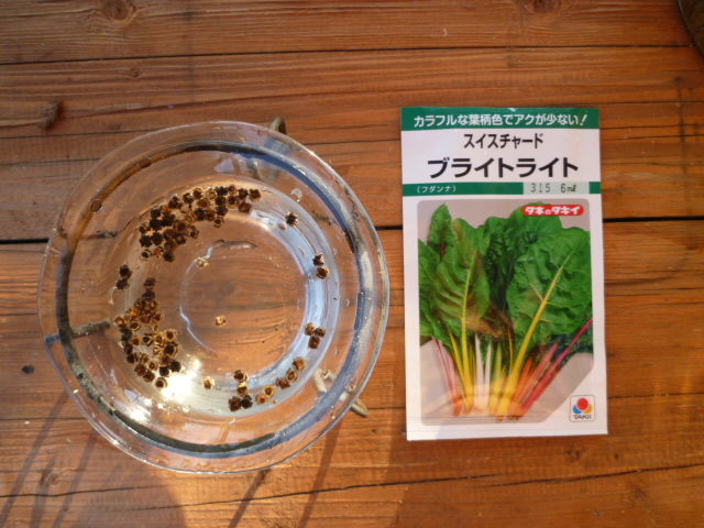 小松菜 スイスチャード の収穫と料理 Diy Heaven