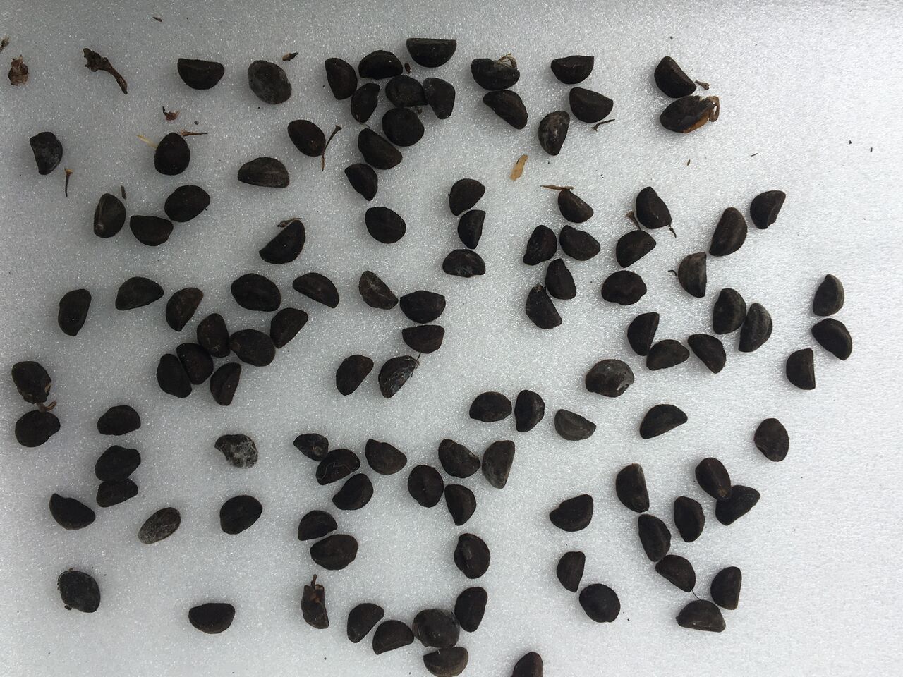 朝顔の種を蒔きました Diy Heaven