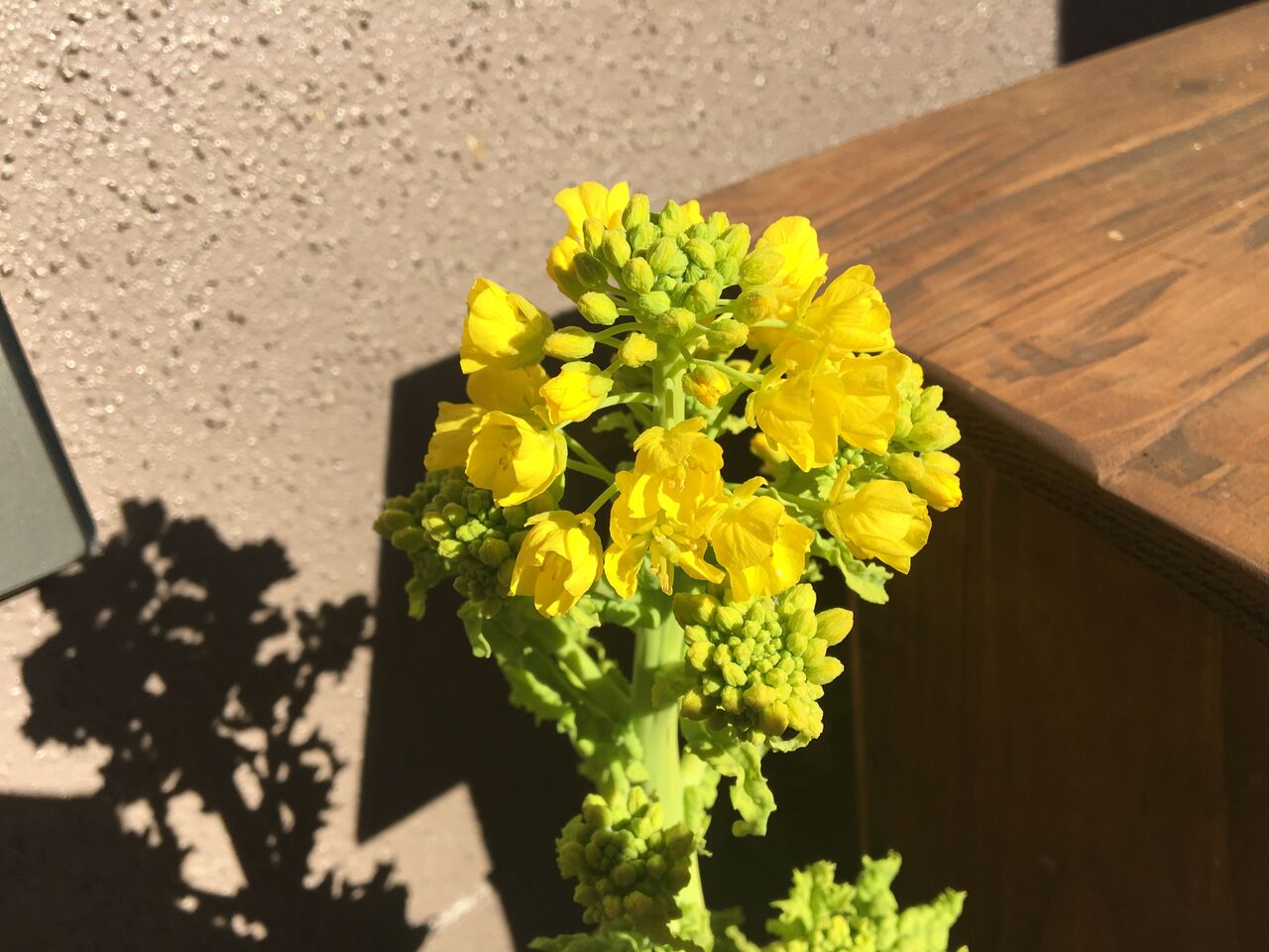 1月の花 菜の花 Diy Heaven