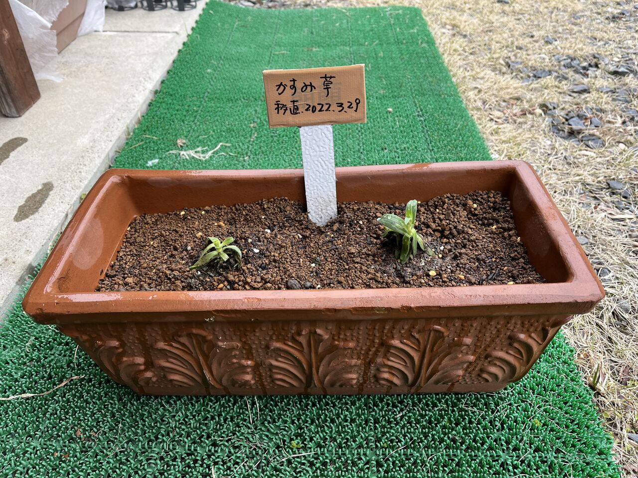宿根かすみ草 をポットからプランターに移植しました Diy Heaven