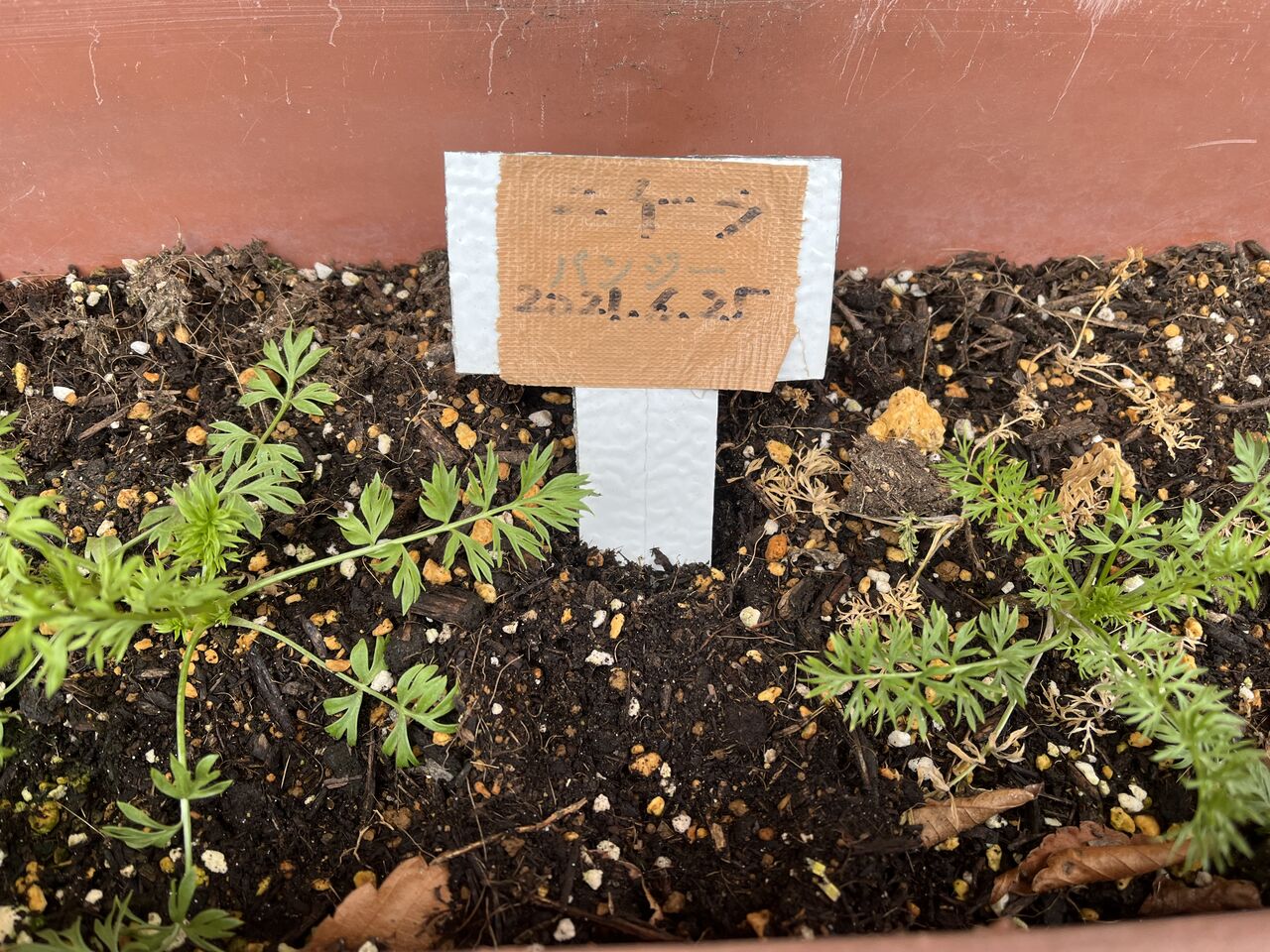 菊の挿し木＆ニゲラの種植えをしました！ : DIY HEAVEN