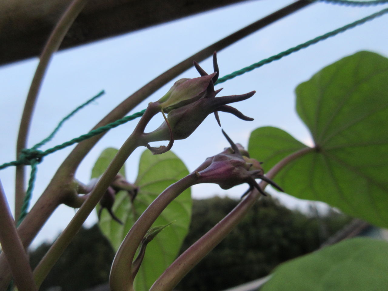 DIY HEAVEN:夜顔の花・・・
