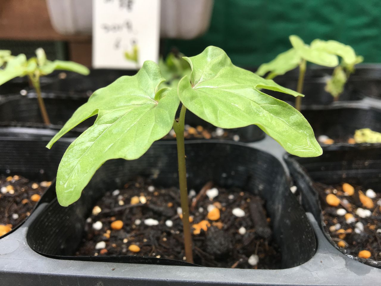 朝顔の苗をポットからプランターに移植しました Diy Heaven 朝顔の苗をポットからプランターに移植しました Diy Heaven