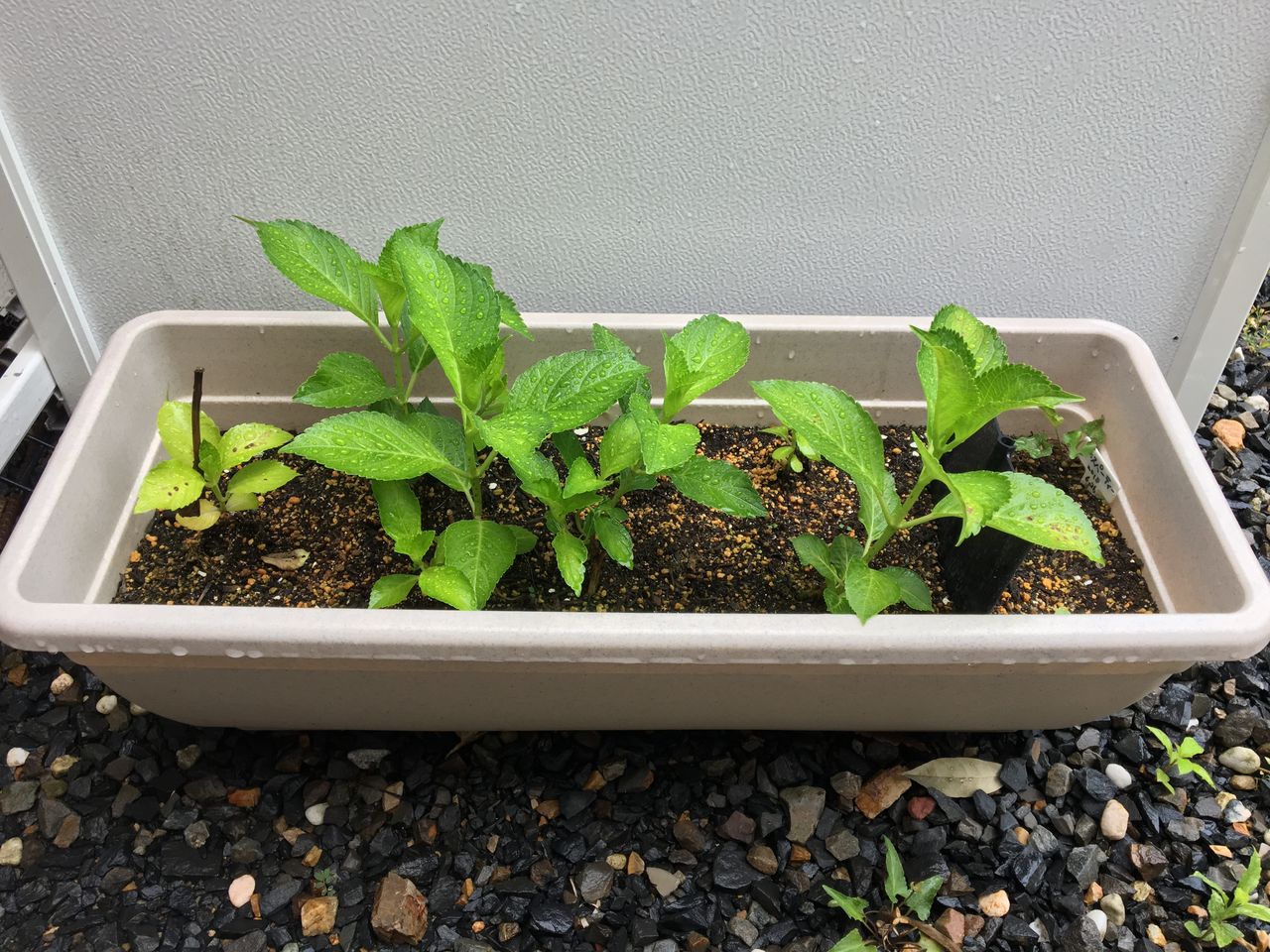 紫陽花 Diy Heaven