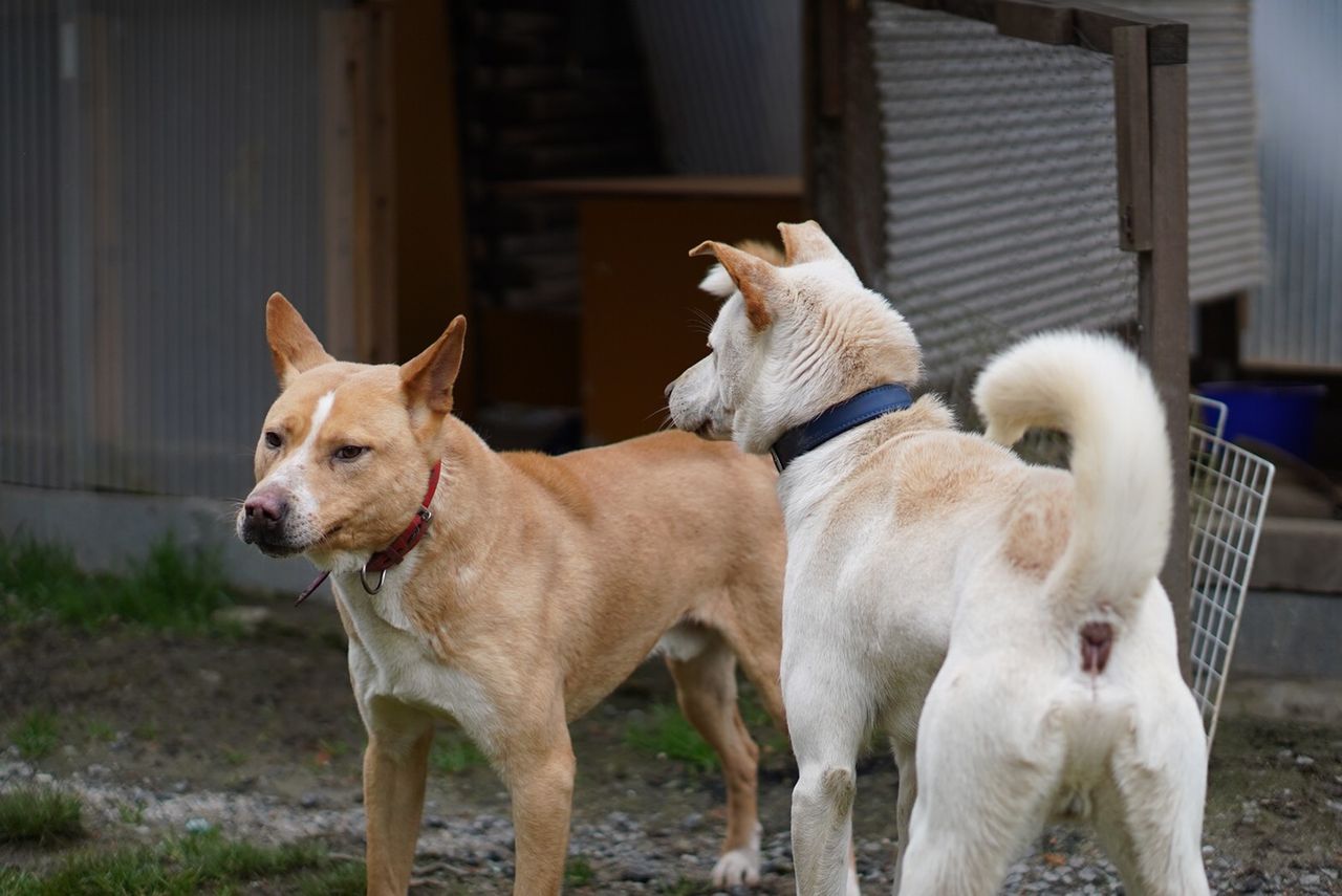 犬舎内の抗争 猟犬日誌