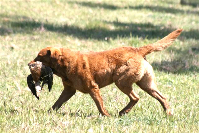猟犬のスピードは猪に勝るのか 猟犬日誌 猟犬のスピードは猪に勝るのか 猟犬日誌