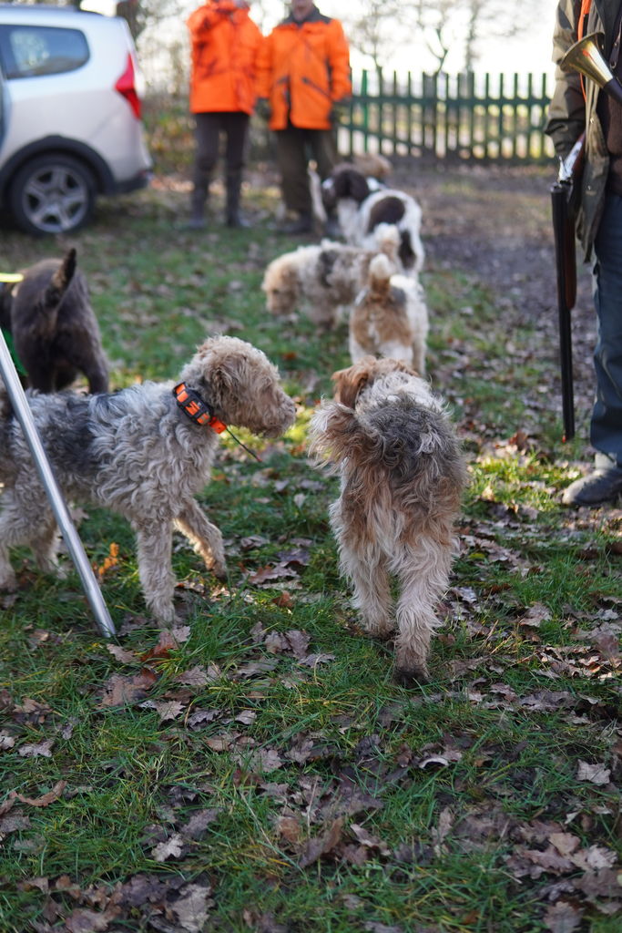 フランス狩猟紀行 #3 : 猟犬日誌