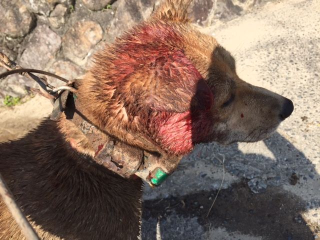 閲覧注意 銃が撃てない時の対処法 猟犬日誌 閲覧注意 銃が撃てない時の対処法 猟犬日誌