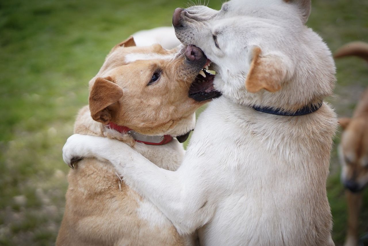 犬舎内の抗争 猟犬日誌