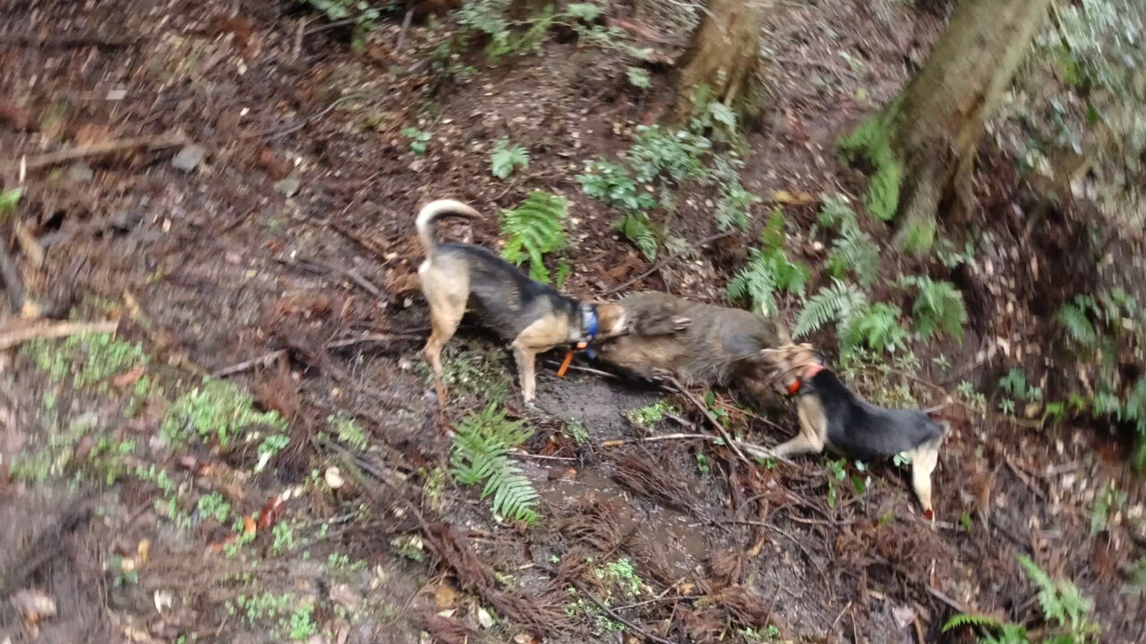 カイ君とベルパックで出猟 猟犬日誌