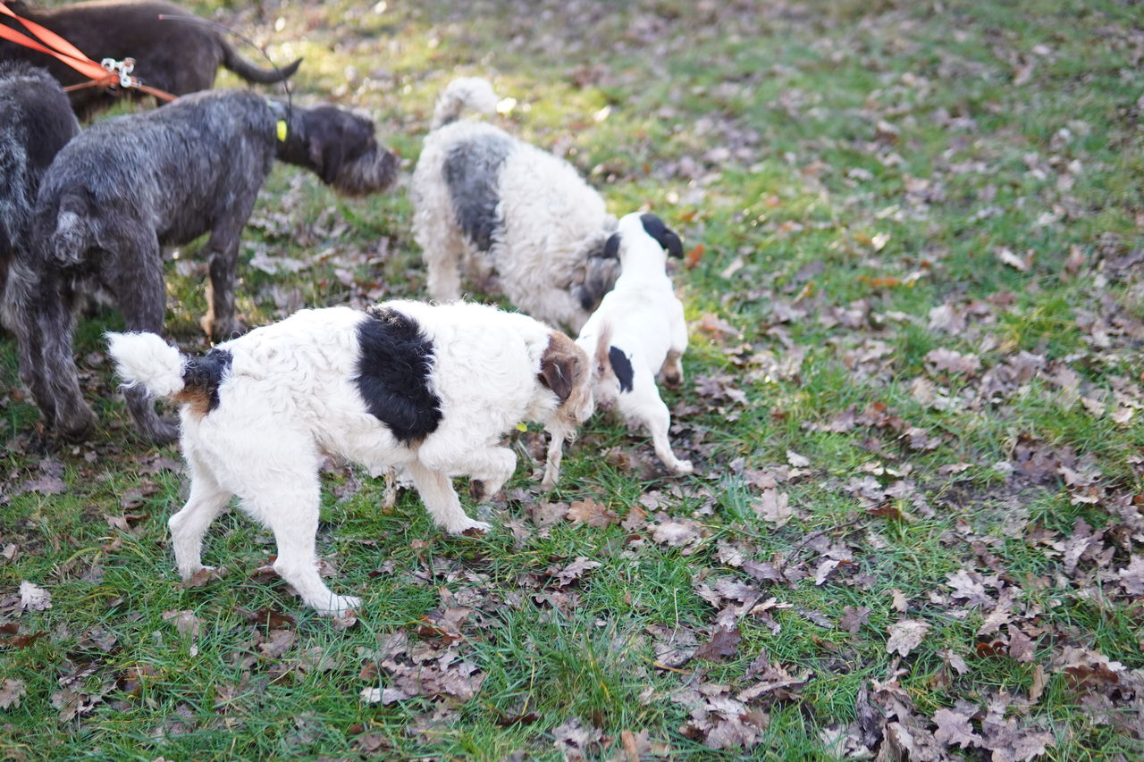 フランス狩猟紀行 #3 : 猟犬日誌